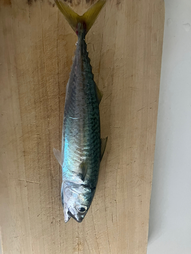 サバの釣果