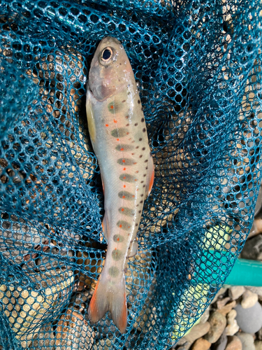 アマゴの釣果