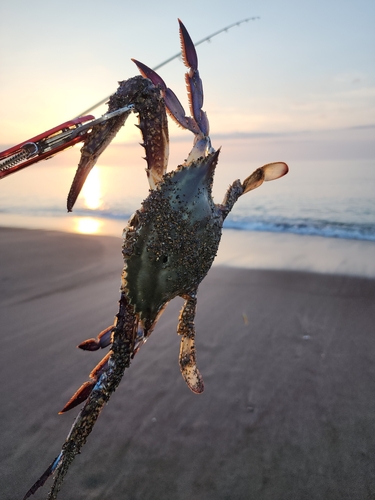 カニの釣果