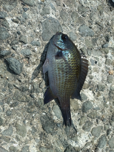 スズメダイの釣果