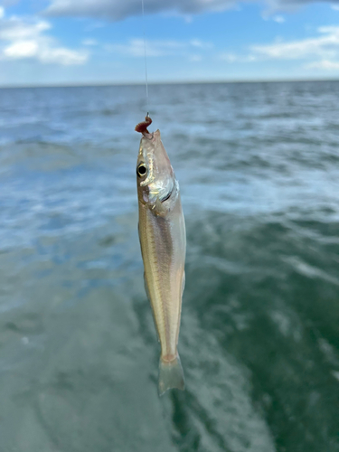 キスの釣果