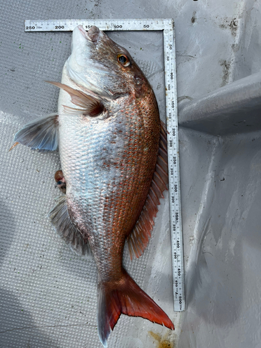 マダイの釣果