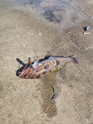 アブラコの釣果