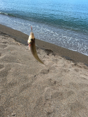 キスの釣果