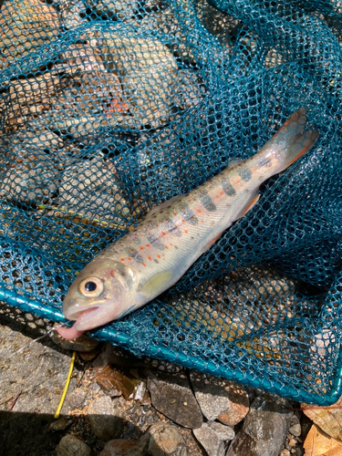 アマゴの釣果