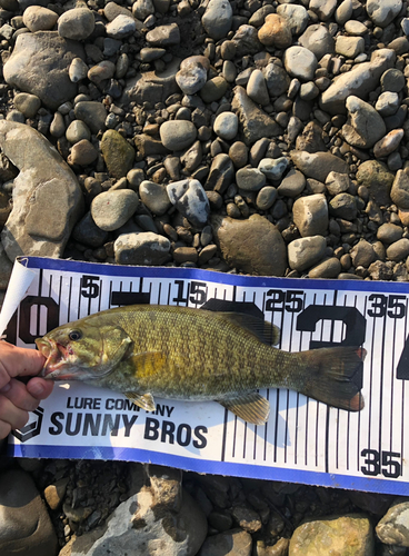 スモールマウスバスの釣果