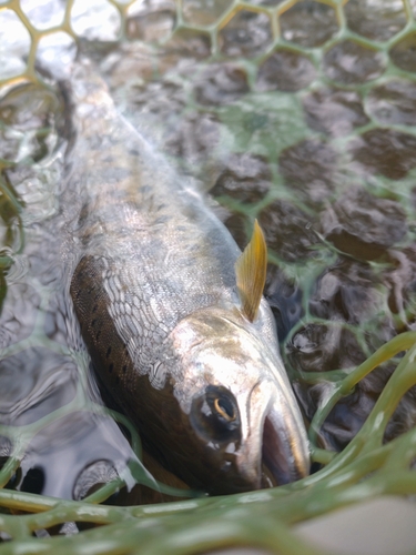 ヤマメの釣果