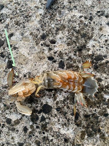 シャコの釣果