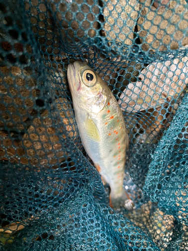 アマゴの釣果