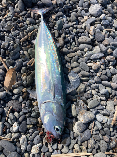 マルソウダの釣果