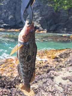 アイナメの釣果