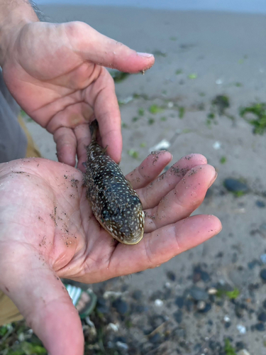 フグの釣果