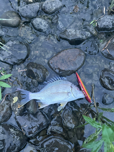 キビレの釣果