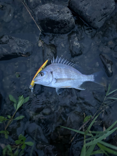 キビレの釣果