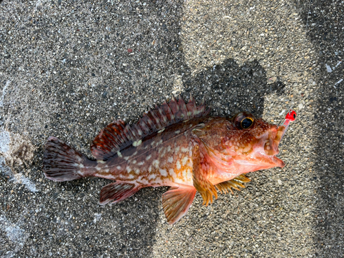 ガシラの釣果