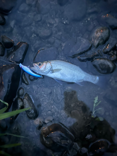 キビレの釣果