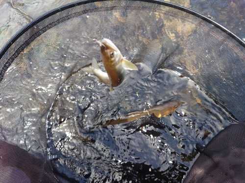 アユの釣果