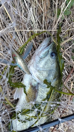 ラージマウスバスの釣果