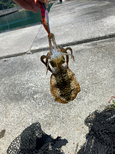 イカの釣果