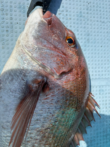 マダイの釣果