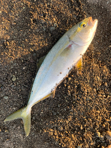 ワカシの釣果