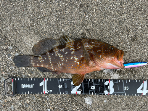 アコウの釣果