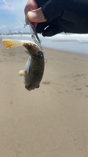 クサフグの釣果