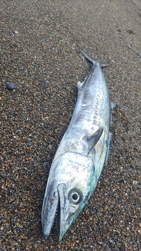 サゴシの釣果