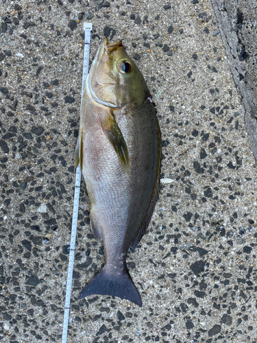 イサキの釣果