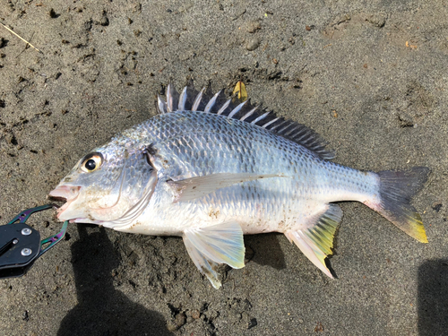 キビレの釣果