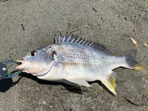 キビレの釣果