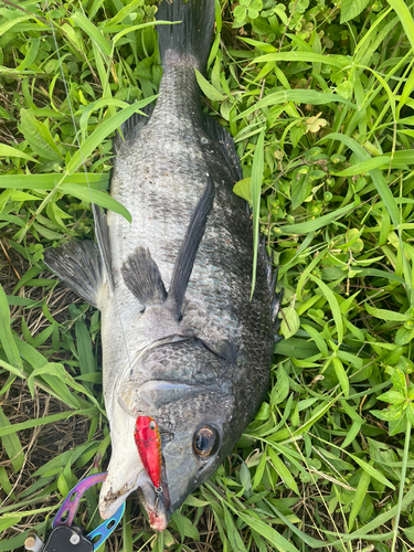 チヌの釣果