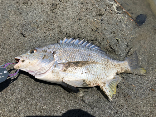 キビレの釣果