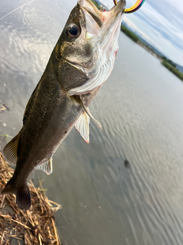 セイゴ（マルスズキ）の釣果