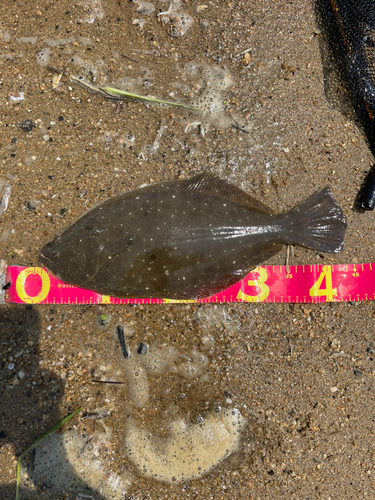 ヒラメの釣果