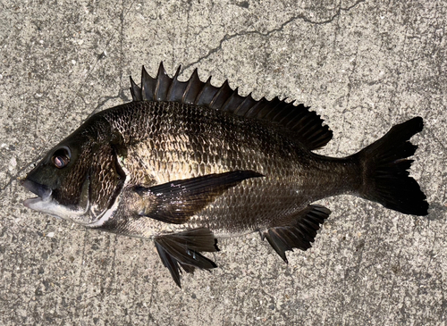 チヌの釣果