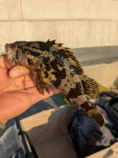 タケノコメバルの釣果