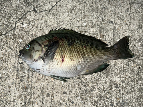 グレの釣果