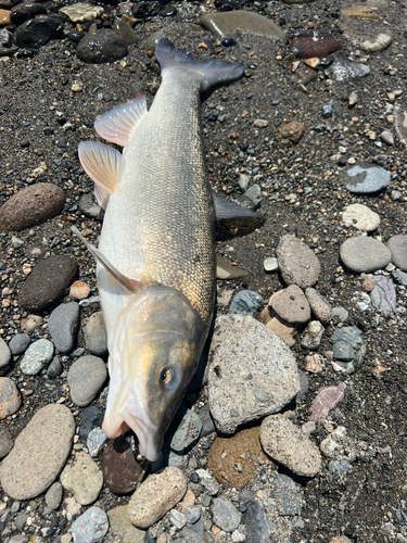 ウグイの釣果