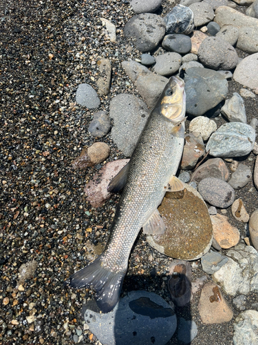 ウグイの釣果