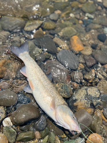 ウグイの釣果