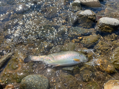 ニジマスの釣果