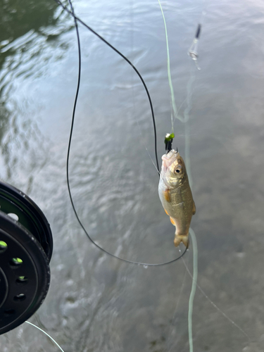 ウグイの釣果