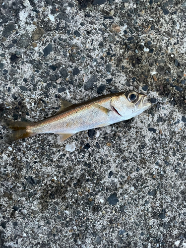 ムツの釣果