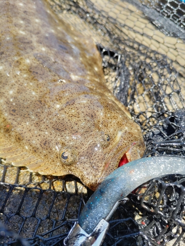 ヒラメの釣果