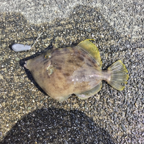 カワハギの釣果