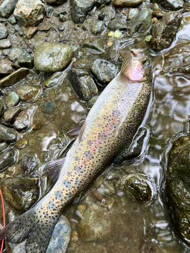 ニジマスの釣果