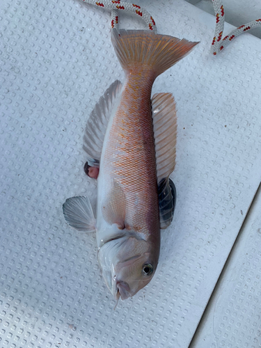 シロアマダイの釣果