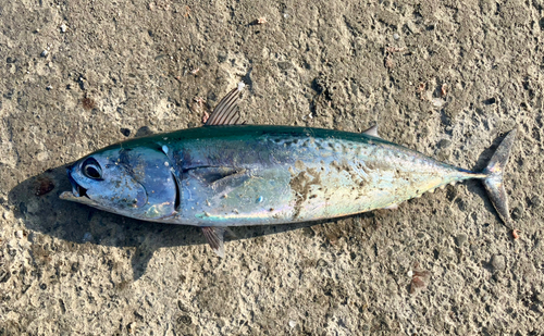 ソウダガツオの釣果