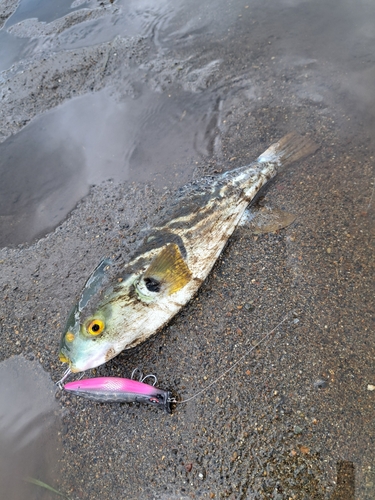 シマフグの釣果